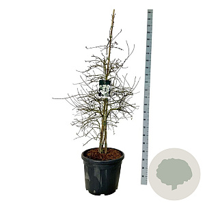 Exochorda 'The Bride' 125-150 cm cont. 55L extra