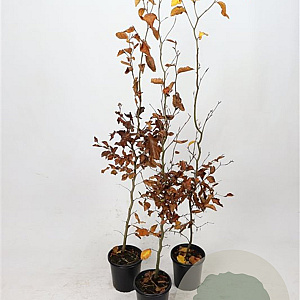 Fagus sylvatica 100-125 cm 2,5L