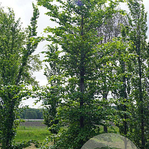 Fagus sylvatica 25-30 HO draadkluit geveerd