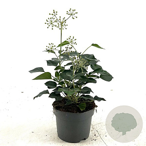 Hedera hel. 'Arborescens' 25-30 cm 2,0L