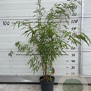 Fargesia scabrida 'Asian Wonder' 60-80 cm 5,0L