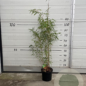 Fargesia scabrida 'Asian Wonder' 60-80 cm 5,0L