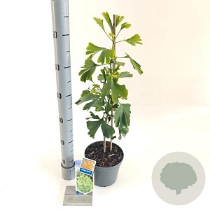 Ginkgo biloba 60-80 cm 2,0L