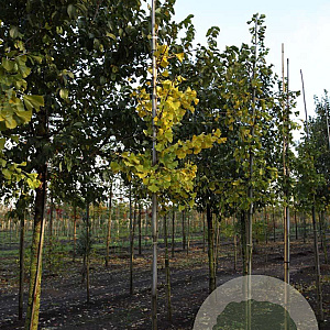 Ginkgo biloba 8-10 HO draadkluit