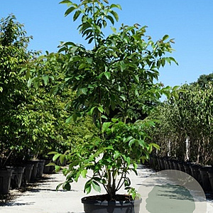 Juglans regia 350-400 cm cont. 230L meerstammig