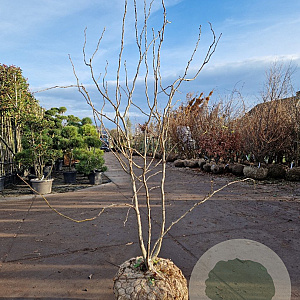 Gleditsia triac. 'Sunburst' 200-250 cm draadkluit meerstammig