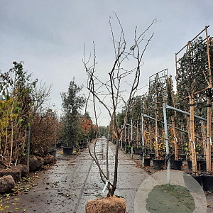 Gleditsia triac. 'Sunburst' 200-250 cm draadkluit meerstammig