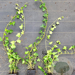 Hedera hibernica 40-60 cm P9