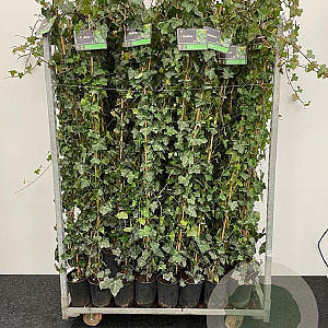 Hedera hibernica 175-200 cm 2,0L