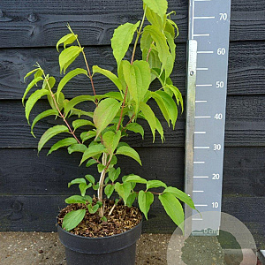 Heptacodium miconioides 40-50 cm 5,0L