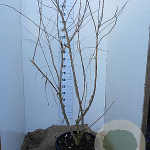 Heptacodium miconioides 150-175 cm 45L solitair