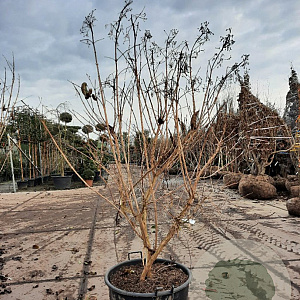 Heptacodium miconioides 175-200 cm draadkluit extra