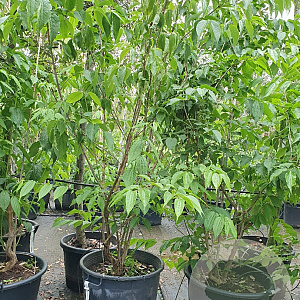 Heptacodium miconioides 175-200 cm container meerstammig