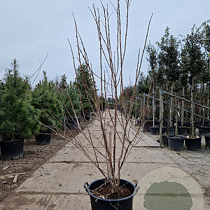 Heptacodium miconioides 175-200 cm container meerstammig