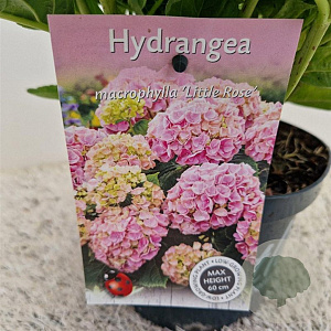 Hydrangea m. 'Little Pink' 20-25 cm 2,0L