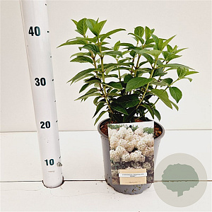 Hydrangea pan. Bobo 25-30 cm 2,5L