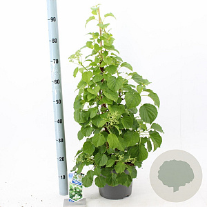 Hydrangea anomala petiolaris 60-70 cm 5,0L met stok