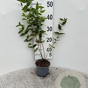 Hypericum androsaemum 40-60 cm C1.3