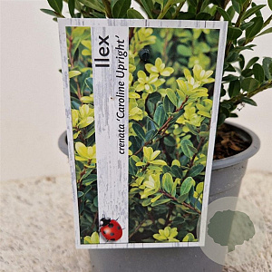 Ilex crenata 'Caroline Upright' 35 cm 2,5L