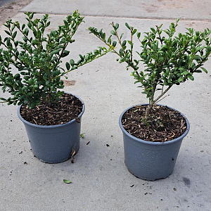 Ilex crenata 'Convexa' 20-30 cm 2,0L