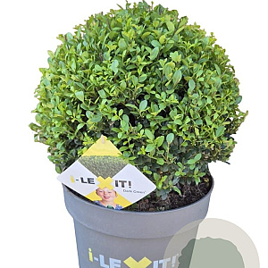 Ilex crenata Dark Green 35 cm 10L bol potgekweekt