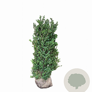 Ilex crenata Dark Green 125-150 cm met kluit struik