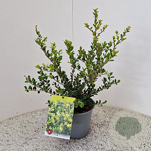 Ilex crenata 'Green Hedge' 30-40 cm 2,5L