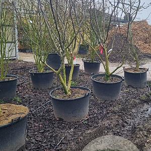 Juglans nigra 250-300 cm cont. 160L solitair