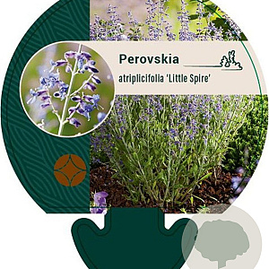 Perovskia atripl. 'Little Spire' GM P9