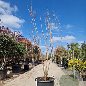 Koelreuteria paniculata 200-250 cm container meerstammig extra