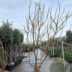 Koelreuteria paniculata 250-300 cm draadkluit meerstammig solitair