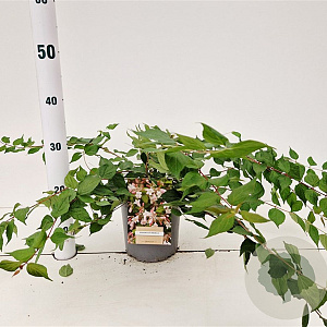 Kolkwitzia amabilis 30-40 cm 2,5L