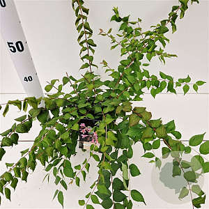 Kolkwitzia amabilis 'Pink Cloud' 30-40 cm 2,5L