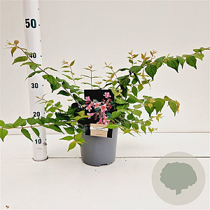 Kolkwitzia amabilis 'Pink Cloud' 30-40 cm 2,5L