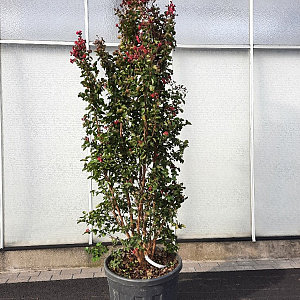 Lagerstroemia indica 200-250 cm cont. 90L