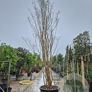 Lagerstroemia indica 500-550 cm container meerstammig