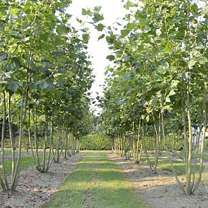 Platanus hispanica 300-350 cm cont. 150L meerstammig