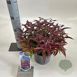 Leucothoe keiskei Burning Love 25-30 cm 2,0L