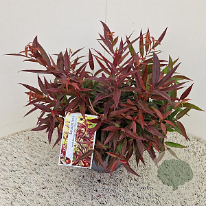 Leucothoe keiskei Burning Love 30-35 cm 2,5L