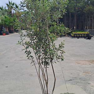 Quercus ilex 100-150 cm 40L meerstammig