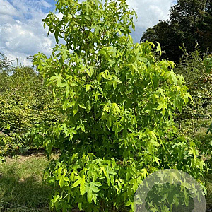Liquidambar styraciflua 350-400 cm draadkluit meerstammig op aanvraag