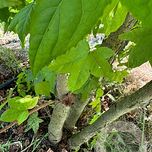 Liquidambar styraciflua 350-400 cm draadkluit meerstammig op aanvraag