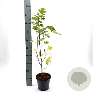 Liriodendron tulipifera 40-50 cm 3,0L