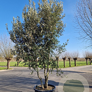 Quercus ilex 400-450 cm container meerstammig