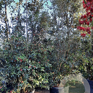 Quercus ilex 400-450 cm container meerstammig