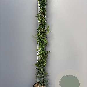 Lonicera henryi 200-250 cm 10L