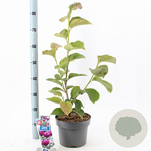 Magnolia Black Tulip 60-80 cm 5,0L