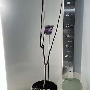 Magnolia Black Tulip 80-90 cm 5,0L