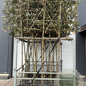 Quercus ilex 8-10 HO container 200 cm stam lei 120x120