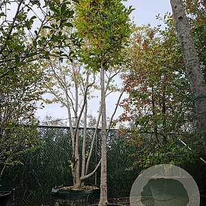 Magnolia kobus 200 cm stam container 18-20 leiboom